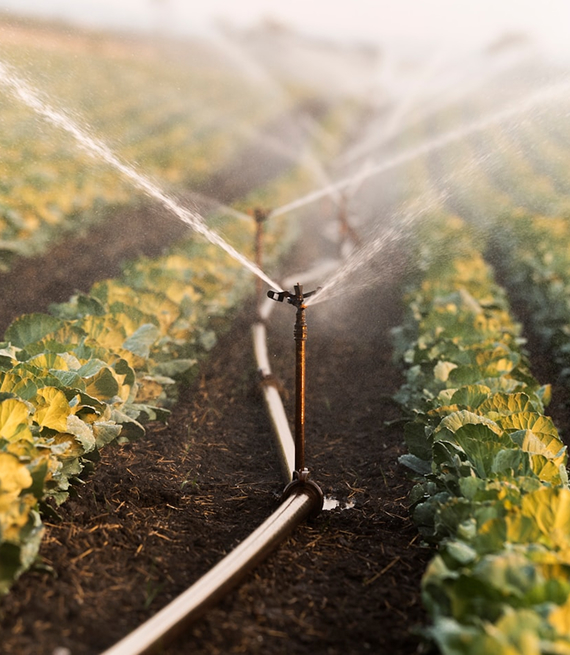 Watering Farm